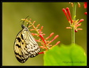 Papillon