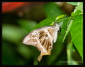 Papillon