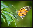 Papillon