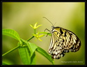 Papillon