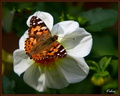 062 Papillon belle-dame sur dahlia pinnata blanc