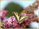 086 Papillon Machaon auriol