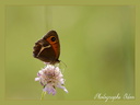 Papillon Myrtil