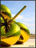 Ballon Flower 