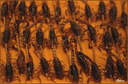 Brochettes