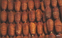 Brochettes