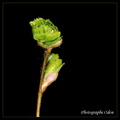 Eclosion