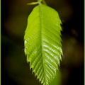 Eclosion