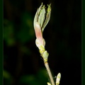 Eclosion