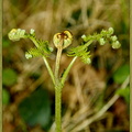 Eclosion