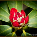 Rhododendron