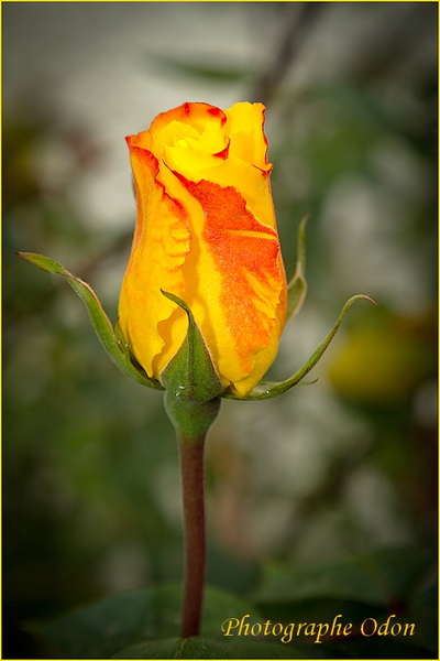 006_Eclosion_Rose.jpg