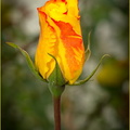 Rose jaune 