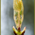 Eclosion