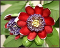 Passiflora alata