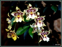 022 Orchidee
