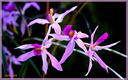 023 Orchidee