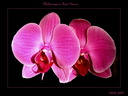 024 Orchidee