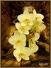 025 Orchidee