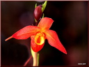 026 Orchidee