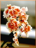 027 Orchidee