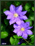 Clématites violettes