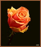 Rose ancienne 