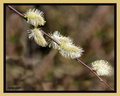 034 Chaton de saule