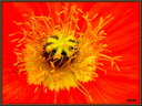Macro de pavot