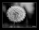 Pissenli monochrome