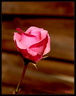 Rose rose