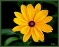 Rudbeckia