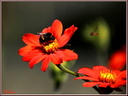 Bourdon et syrphe