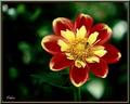 Fleurs rouge