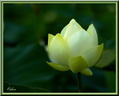 Lotus blanc