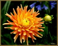 Dalhia orange