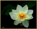 Lotus blanc