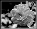 Rose monochrome