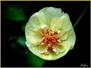 Fleur blanche
