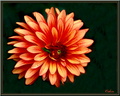 Dalhia