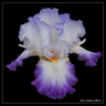 Coeur d'iris mauve 