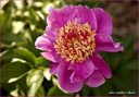 Pivoine