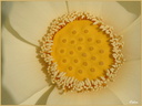 Coeur de Lotus