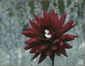 Dahlia