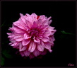 Dahlia