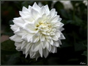 Dahlia