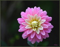 Dahlia