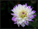 Dahlia