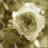 Rose Ancienne