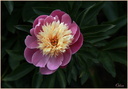 Pivoine 
